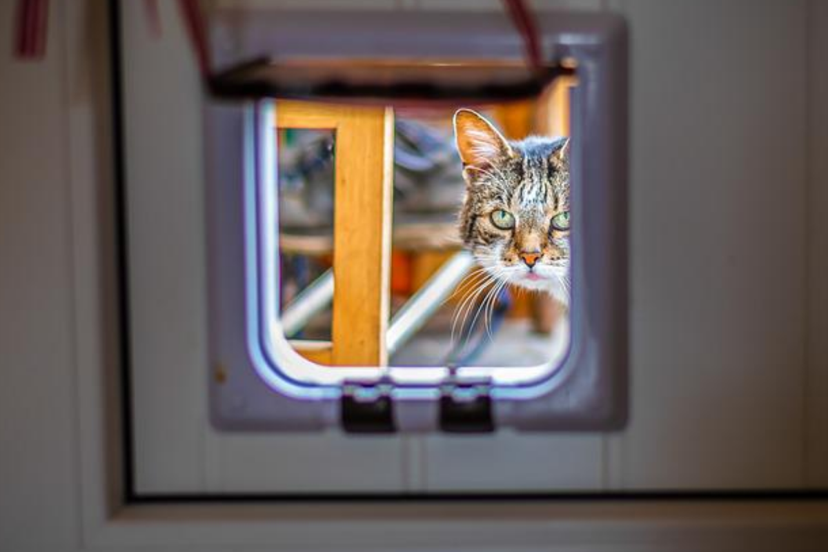 Surveiller son chat pendant les vacances